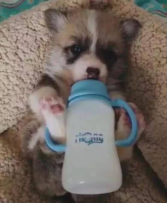 小狗奶瓶在线观看,温馨治愈的宠物成长记  第1张